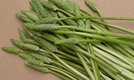 L’asperge et la Mara des Bois