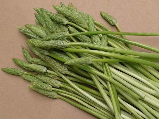 L’asperge et la Mara des Bois