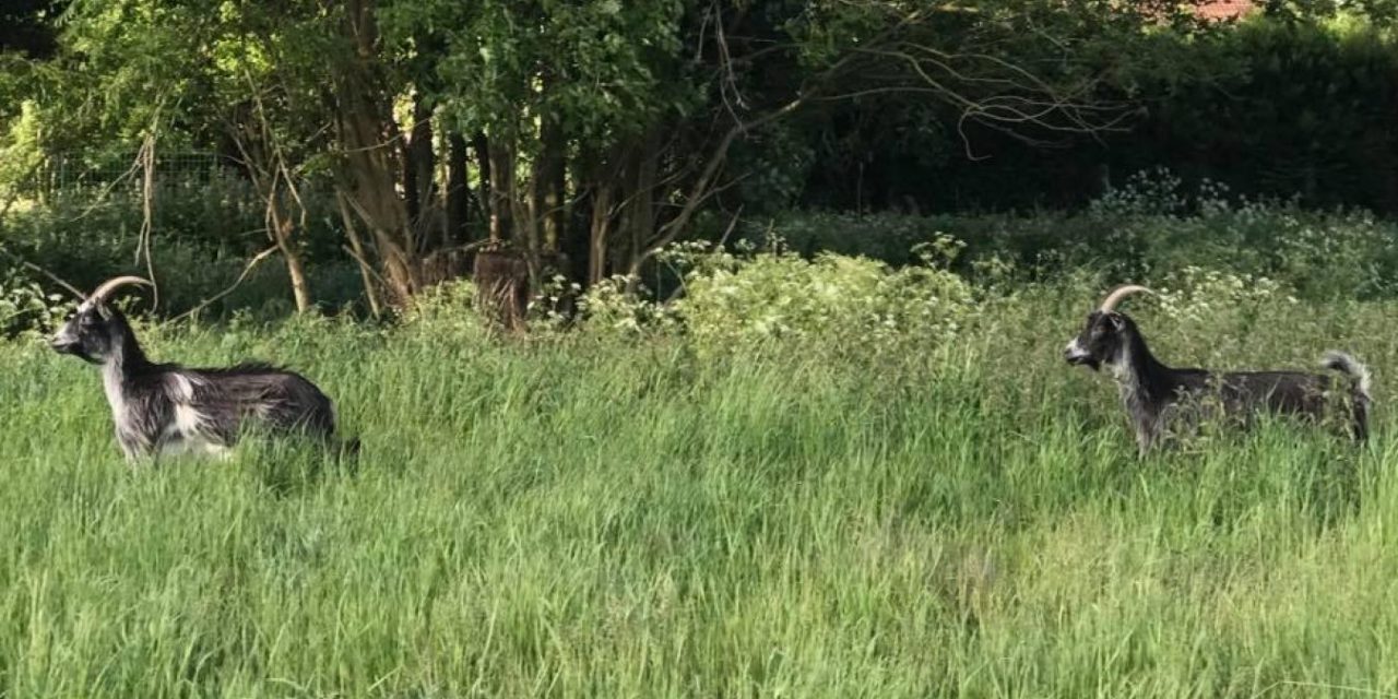 Revenons à nos moutons avant de devenir chèvres!